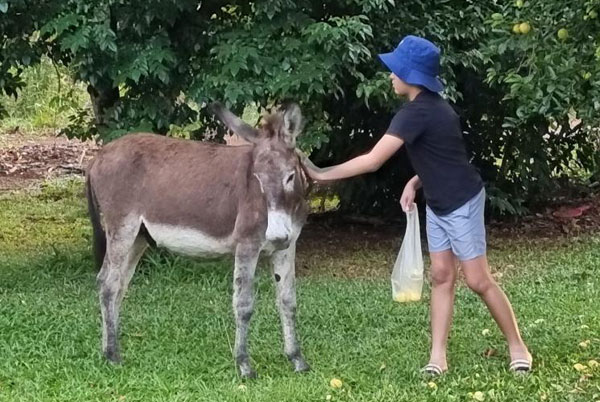Our resident donkey | Howard Springs NT